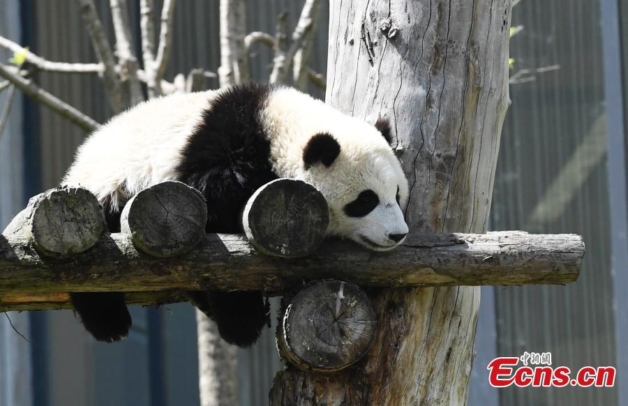 Un panda gigante disfruta del sol