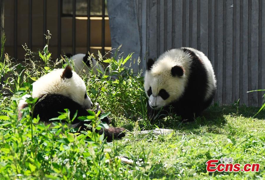 Un panda gigante disfruta del sol