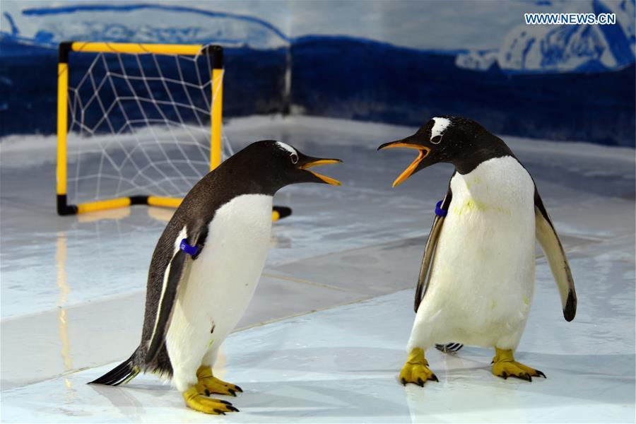 Graciosos pingüinos juegan al fútbol en Harbin