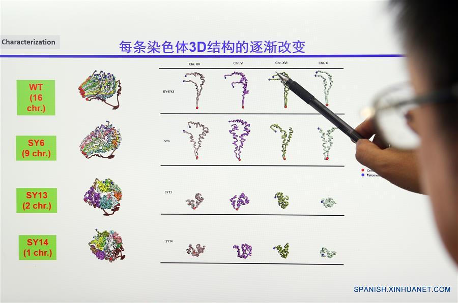 Imagen del 31 de julio de 2018 de Qin Zhongjun, biólogo molecular en el Centro de Excelencia en Ciencias Moleculares de Plantas del Instituto de Fisiología y Ecología Vegetal de Shanghai de la Academia de Ciencias de China, presentando su investigación en Shanghai, en el este de China. La levadura de cerveza, un tercio de cuyo genoma se dice que comparte ascendencia con el de un ser humano, tiene 16 cromosomas. Sin embargo, los científicos chinos han logrado colocar casi todo su material genético en uno solo sin afectar la mayoría de sus funciones, según un artículo publicado el jueves en el sitio web de Nature. Qin Zhongjun y su equipo utilizaron la edición de genoma CRISPR-Cas9 para crear una sola cepa cromosómica de levadura, indica el artículo. (Xinhua/Ding Ting)