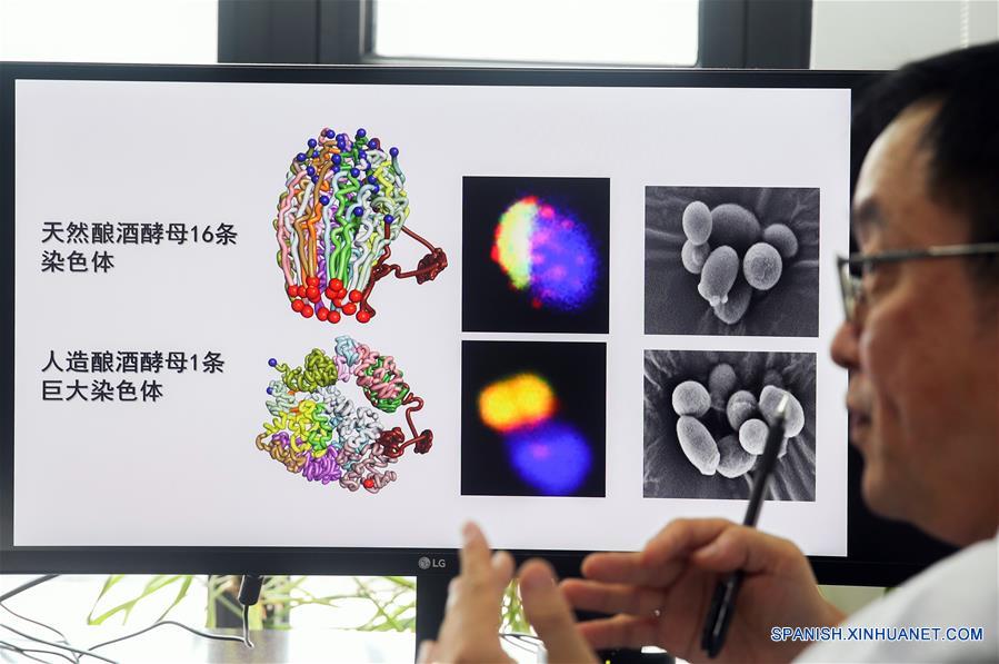 Imagen del 31 de julio de 2018 de Qin Zhongjun, biólogo molecular en el Centro de Excelencia en Ciencias Moleculares de Plantas del Instituto de Fisiología y Ecología Vegetal de Shanghai de la Academia de Ciencias de China, presentando su investigación en Shanghai, en el este de China. La levadura de cerveza, un tercio de cuyo genoma se dice que comparte ascendencia con el de un ser humano, tiene 16 cromosomas. Sin embargo, los científicos chinos han logrado colocar casi todo su material genético en uno solo sin afectar la mayoría de sus funciones, según un artículo publicado el jueves en el sitio web de Nature. Qin Zhongjun y su equipo utilizaron la edición de genoma CRISPR-Cas9 para crear una sola cepa cromosómica de levadura, indica el artículo. (Xinhua/Ding Ting)