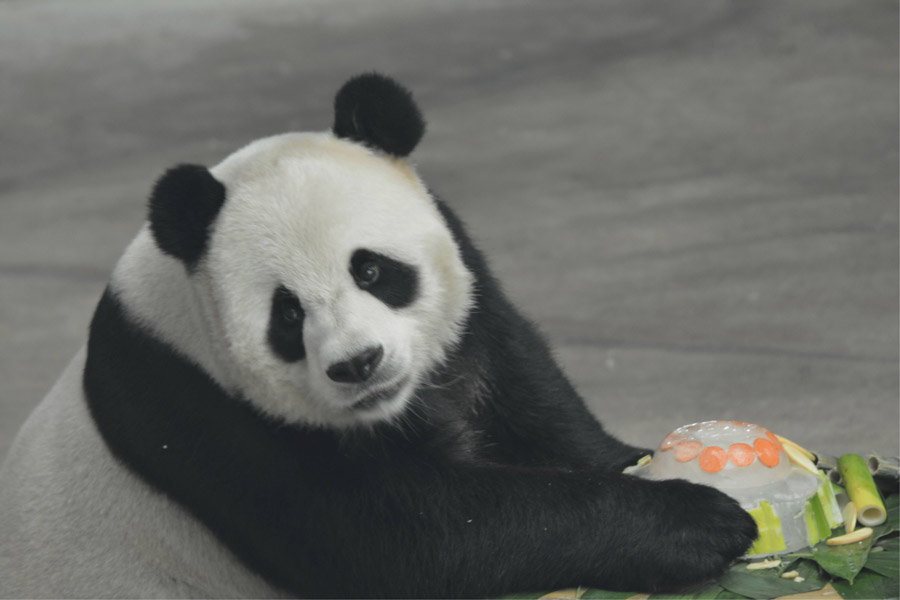 Refrescándose del calor al estilo Panda