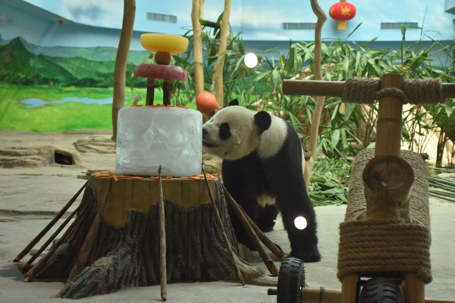 Refrescándose del calor al estilo Panda