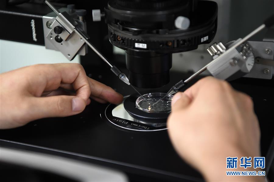 Chongqing abre por primera vez al público el laboratorio de "bebés probeta". 24 de agosto de 2017. (Foto: Xinhua)