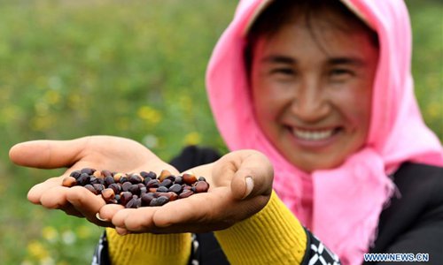 La plantación de peonía crea oportunidades de trabajo para la población pobre de Ningxia 