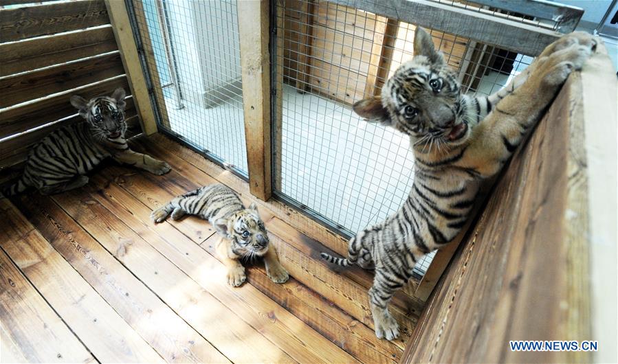 Tres cachorros de tigre juegan en la base de cría en Suzhou