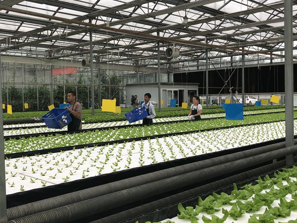 Parque de demostración de la ciencia agrícola moderna de Xiaotangshan (Foto: Du Mingming)