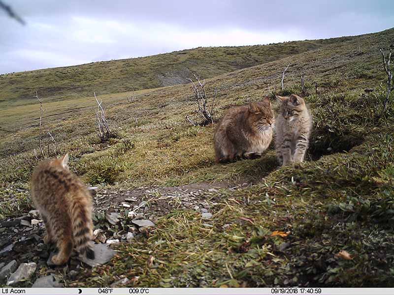 El gato montés chino con sus gatitos en Qinghai, China