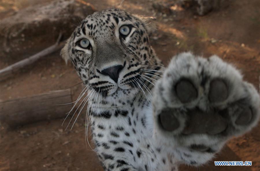 Leopardo persa del Parque Safari Ramat Gan de Israel