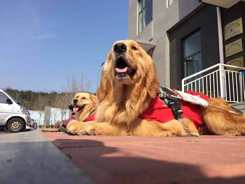 Los perros toman un descanso durante su entrenamiento, en el Centro de Entrenamiento de Perros Guía de China, ubicado en la Universidad Médica de Dalian, provincia de Liaoning, 13 de octubre del 2018. [Foto: Xu He]