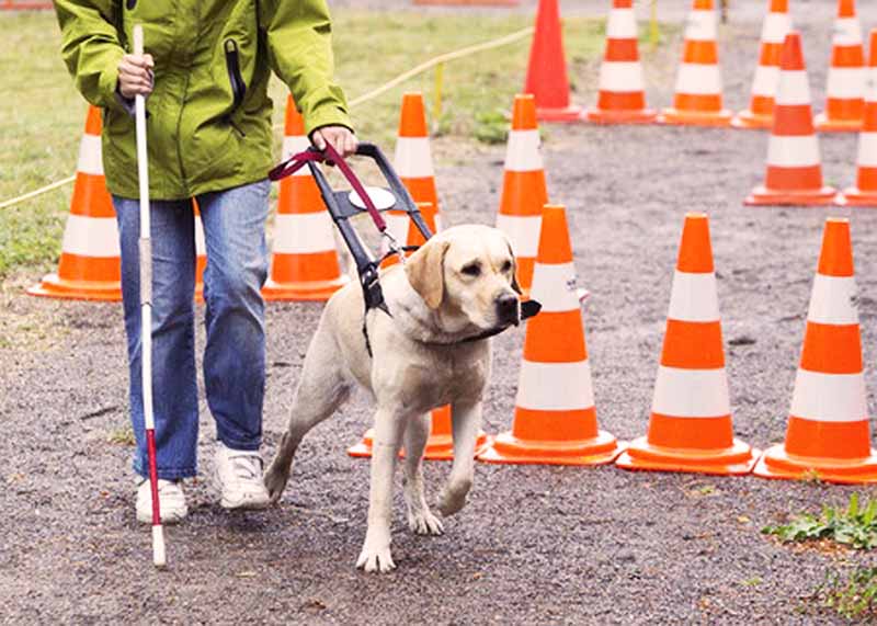 Un perro guía en servicio. [Foto: Agencias]