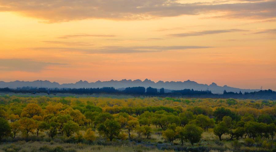 Los álamos de éufrates crean un oasis dorado