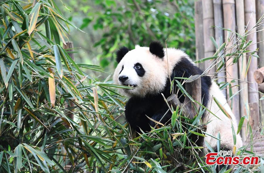 Los pandas gigantes disfrutan del oto?o en Chengdu