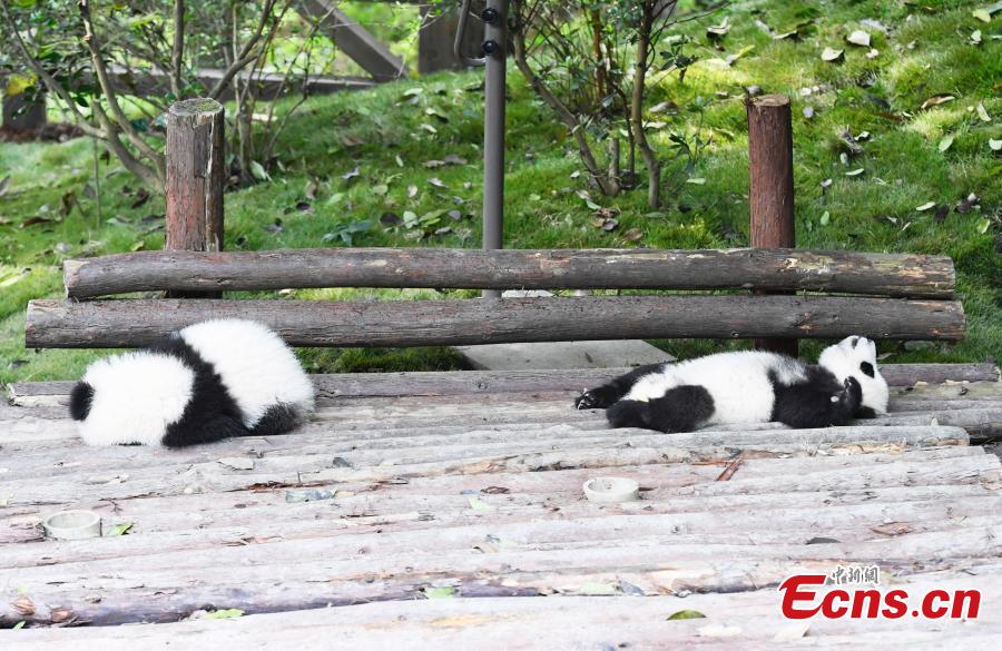 Los pandas gigantes disfrutan del oto?o en Chengdu