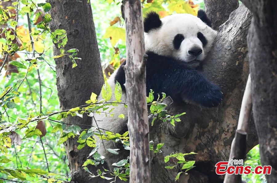 Los pandas gigantes disfrutan del oto?o en Chengdu