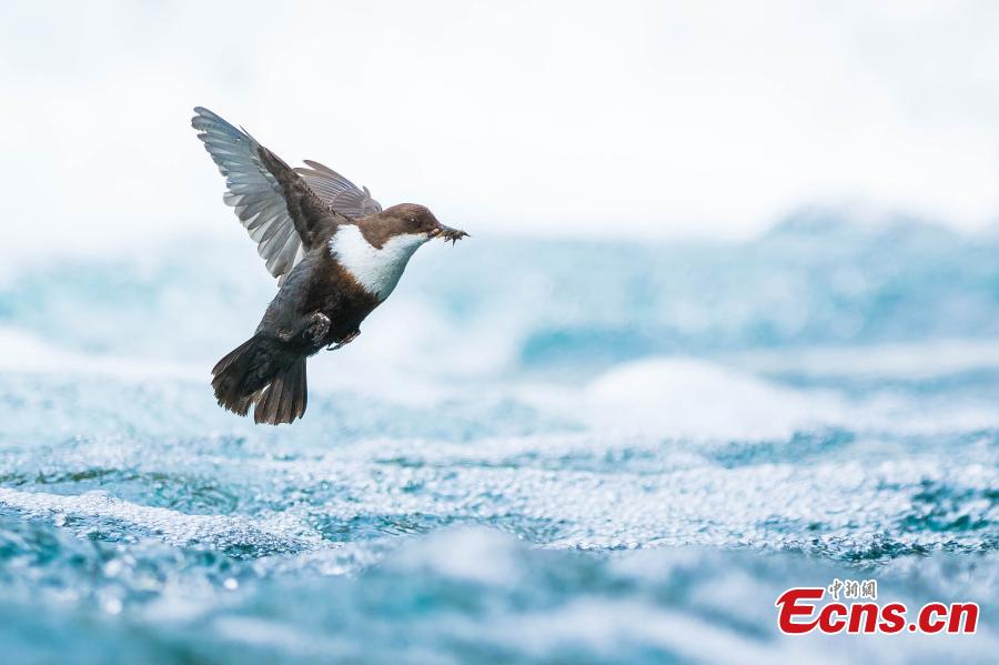 En la categoría de fotógrafos entre 15 y 17 a?os, Simon Johnson, de Noruega, es el ganador del Concurso Fotográfico Europeo de Vida Silvestre 2018 con su foto “Profundo y en pleno vuelo”. (Foto: Agencias)