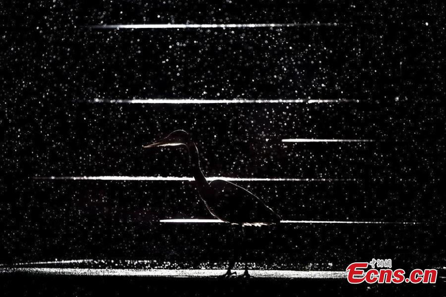 En la categoría de estudio natural, Jan LeBmann, de Alemania, fue finalista del Concurso Fotográfico Europeo de Vida Silvestre 2018 con su foto "Noche de sombras". (Foto: Agencias)