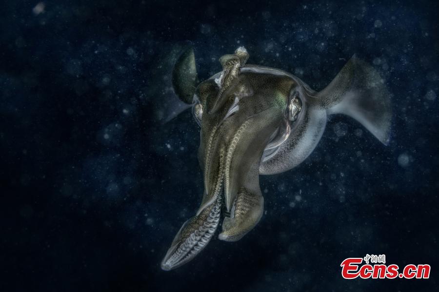 En la categoría del mundo submarino, Claudio Ceresi, de Italia, es el ganador del Concurso Fotográfico Europeo de Vida Silvestre 2018 con su foto "Nave extraterrestre". (Foto: Agencias)