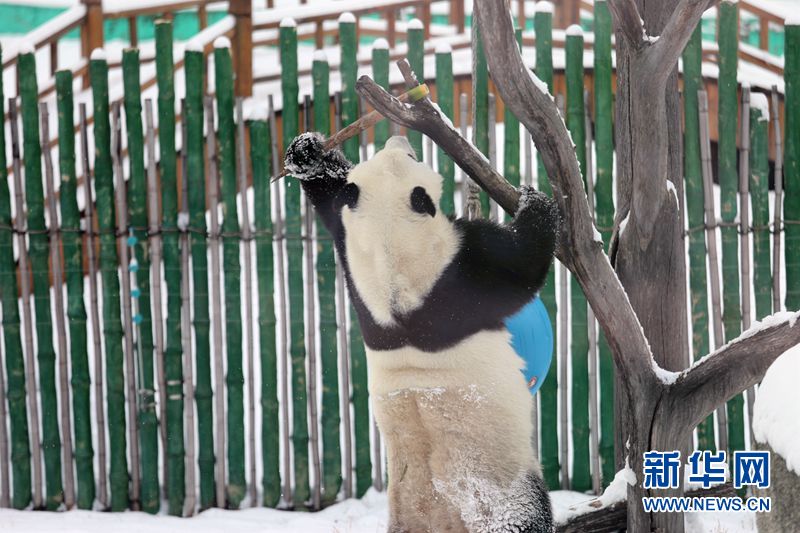 Los pandas gigantes disfrutan de la nieve en la zona más septentrional de China