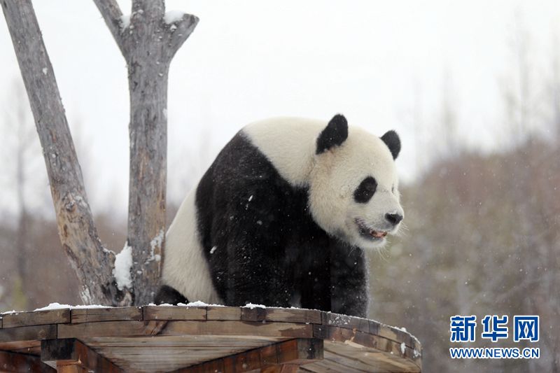 Los pandas gigantes disfrutan de la nieve en la zona más septentrional de China