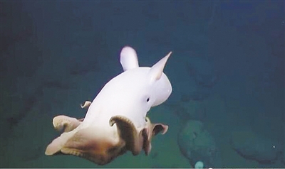 Encuentra un pulpo dumbo en el fondo marino de California