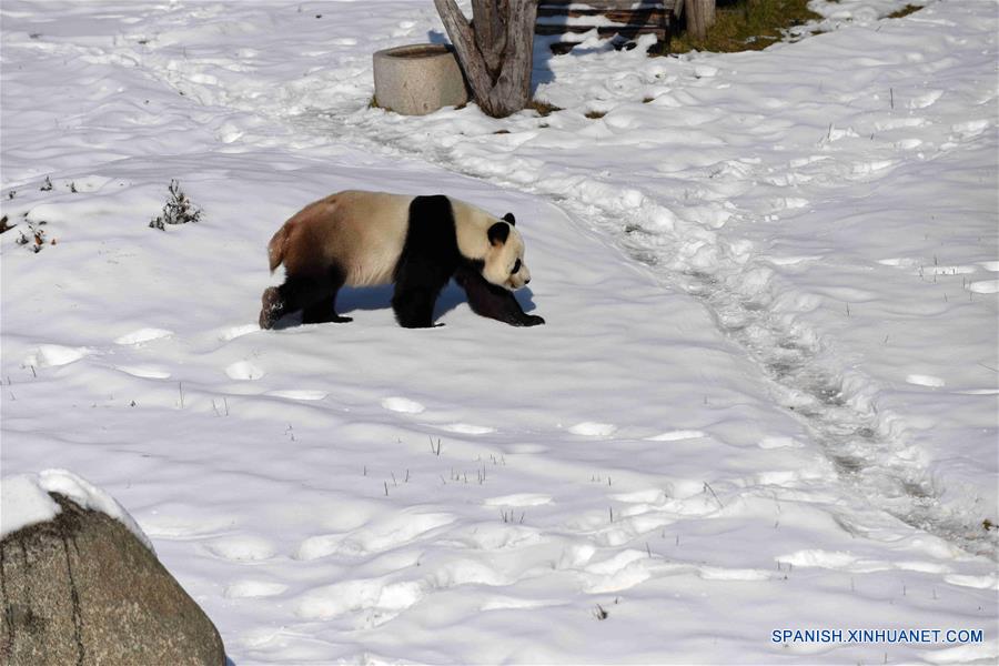 El panda gigante "Youyou" en la Casa del Panda Gigante de Yabuli