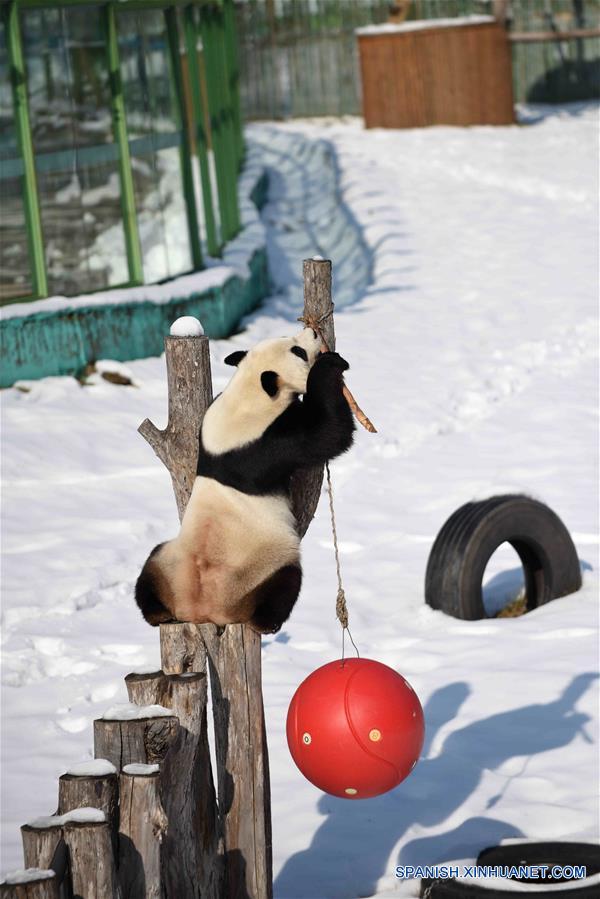 El panda gigante "Youyou" en la Casa del Panda Gigante de Yabuli