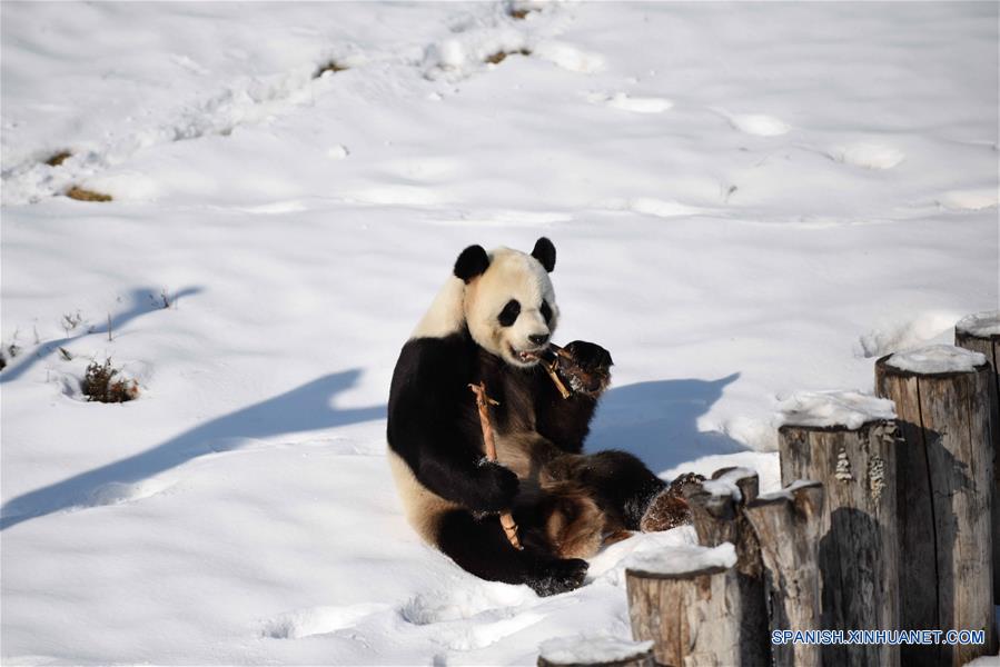 El panda gigante "Youyou" en la Casa del Panda Gigante de Yabuli