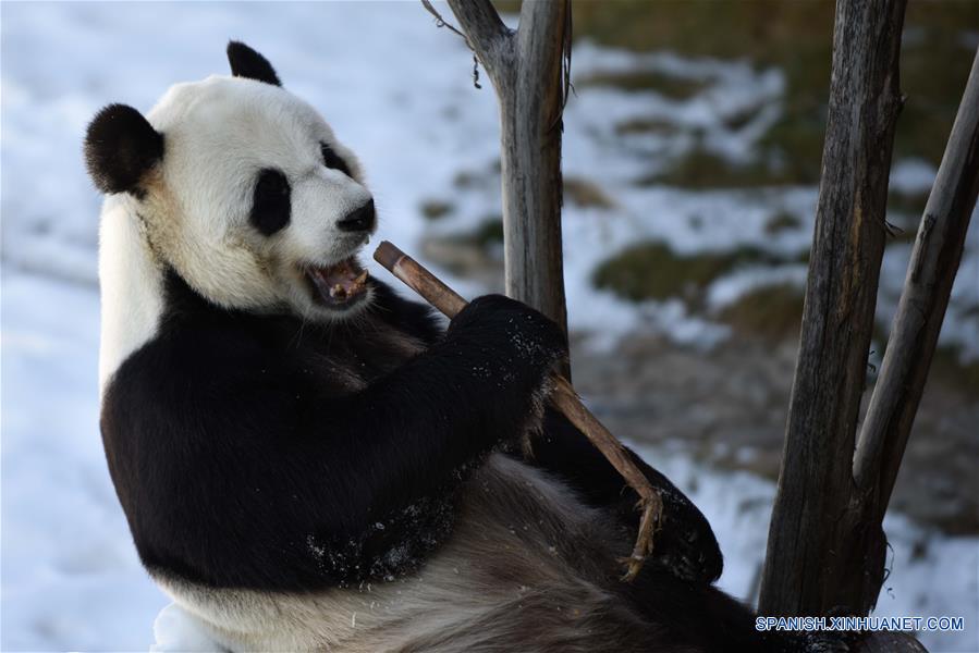 El panda gigante "Youyou" en la Casa del Panda Gigante de Yabuli