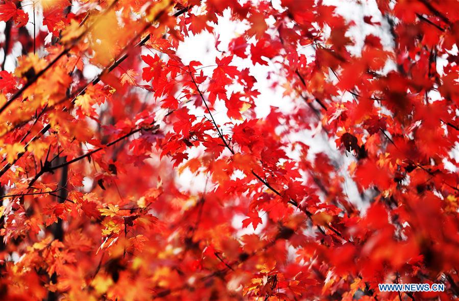 El hermoso paisaje de un bosque de arce en Shandong