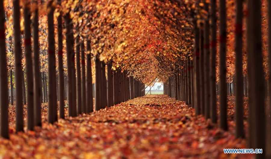 El hermoso paisaje de un bosque de arce en Shandong