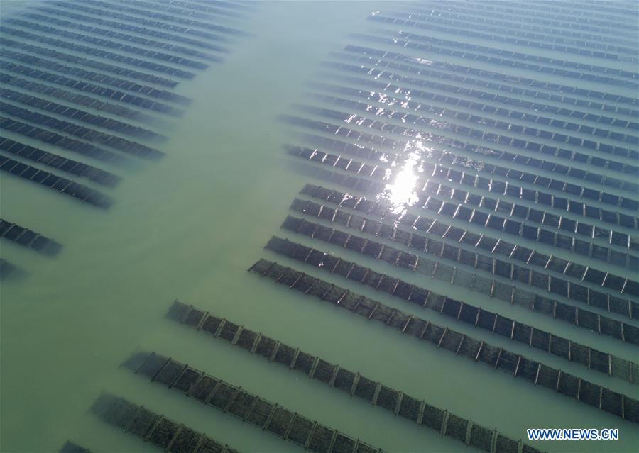 Pescadores recolectan algas marinas en Fujian