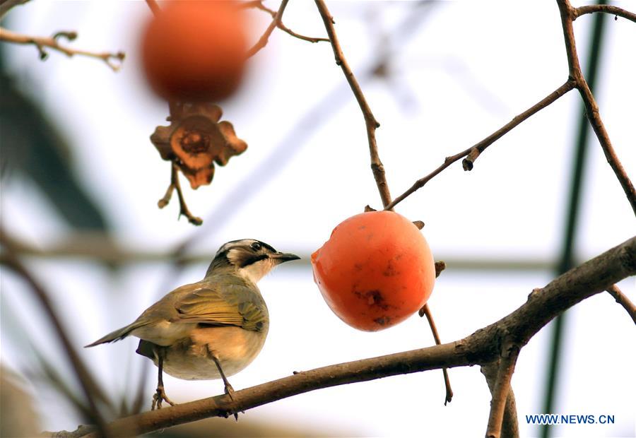 Las aves se deleitan con los caquis de Huai'an