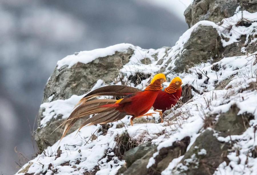 Una bandada de faisanes dorados, una especie de pájaro catalogado como animal silvestre protegido de segundo nivel, fueron avistados por los fotógrafos mientras revoloteaban un campo nevado de Sanmenxia, provincia de Henan, China. (Foto: Zhang Rongfang/ Chinadaily.com.cn)