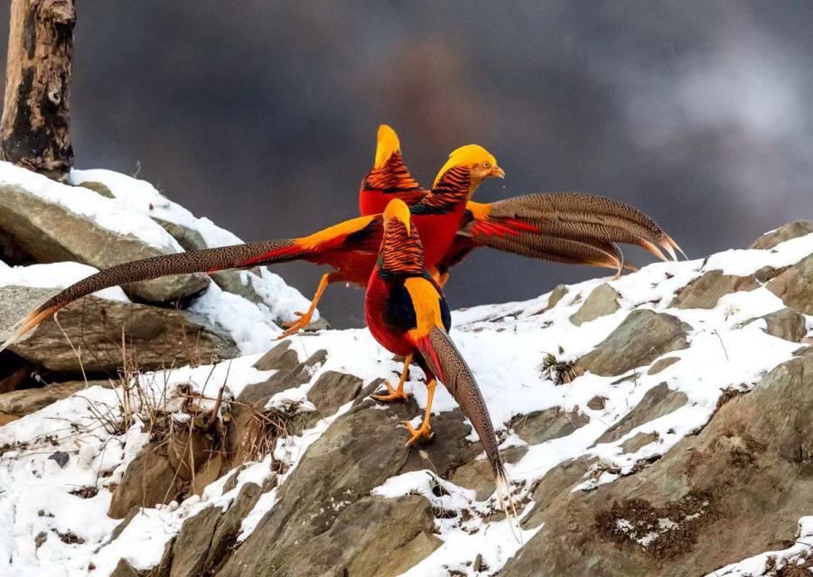 Una bandada de faisanes dorados, una especie de pájaro catalogado como animal silvestre protegido de segundo nivel, fueron avistados por los fotógrafos mientras revoloteaban un campo nevado de Sanmenxia, provincia de Henan, China. (Foto: Zhang Rongfang/ Chinadaily.com.cn)