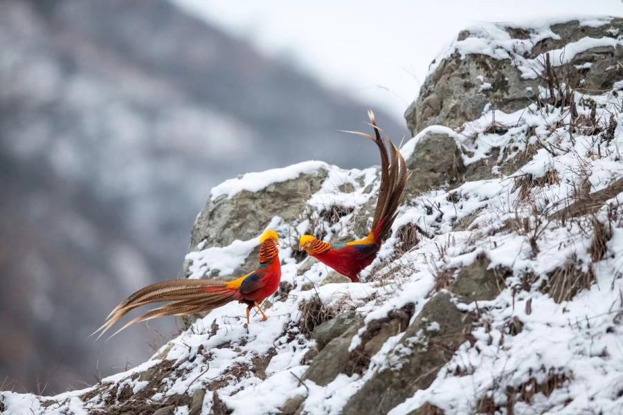 Una bandada de faisanes dorados, una especie de pájaro catalogado como animal silvestre protegido de segundo nivel, fueron avistados por los fotógrafos mientras revoloteaban un campo nevado de Sanmenxia, provincia de Henan, China. (Foto: Zhang Rongfang/ Chinadaily.com.cn)