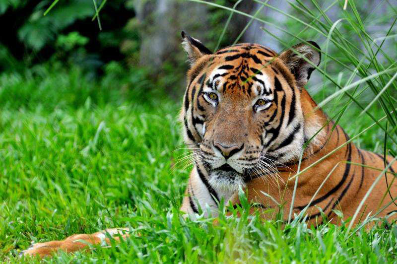 El tigre Kang Kang del sur de China, cuyo ADN fue enviado al espacio para el almacenamiento de seguridad en el cohete portador Long March 11, el sábado. [Foto provista a chinadaily.com.cn]