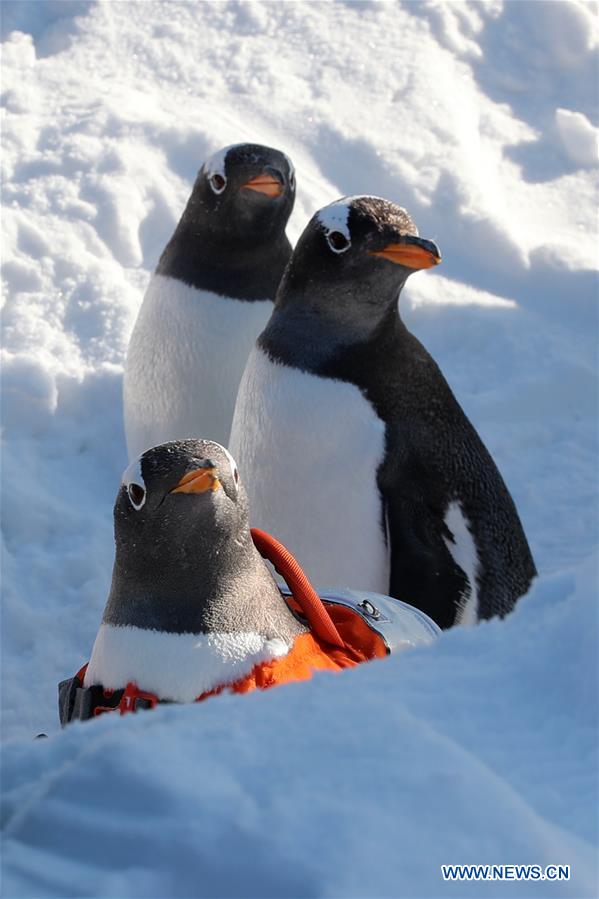 Pingüinos juegan al aire libre en el Parque Temático Mundo Polar de Harbin, Heilongjiang, 24 de diciembre del 2018. (Foto: Xinhua/ Cao Jiyang)