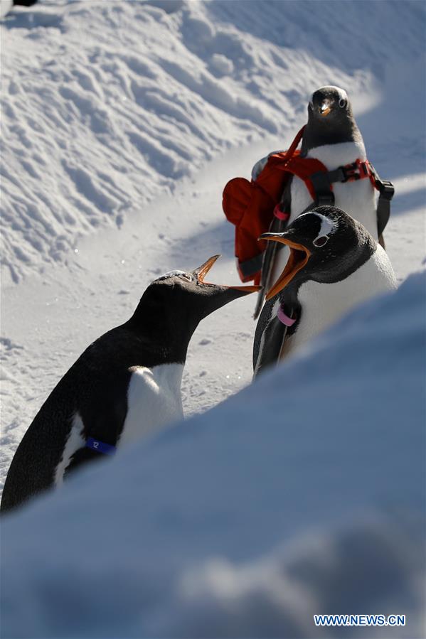 Pingüinos juegan al aire libre en el Parque Temático Mundo Polar de Harbin, Heilongjiang, 24 de diciembre del 2018. (Foto: Xinhua/ Cao Jiyang)