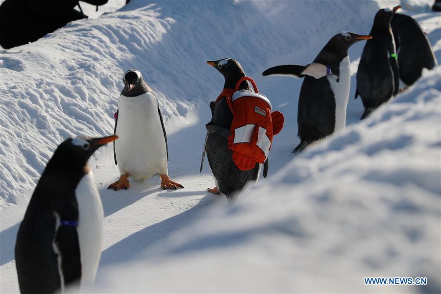 Pingüinos juegan al aire libre en el Parque Temático Mundo Polar de Harbin, Heilongjiang, 24 de diciembre del 2018. (Foto: Xinhua/ Cao Jiyang)