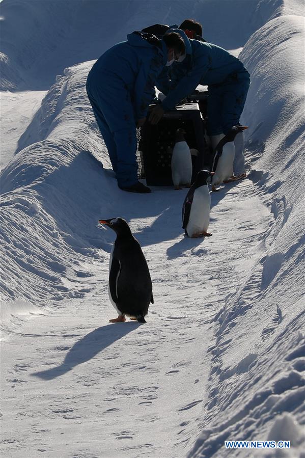 Pingüinos juegan al aire libre en el Parque Temático Mundo Polar de Harbin, Heilongjiang, 24 de diciembre del 2018. (Foto: Xinhua/ Cao Jiyang)