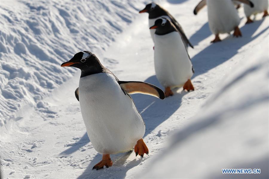 Pingüinos juegan al aire libre en el Parque Temático Mundo Polar de Harbin, Heilongjiang, 24 de diciembre del 2018. (Foto: Xinhua/ Cao Jiyang)