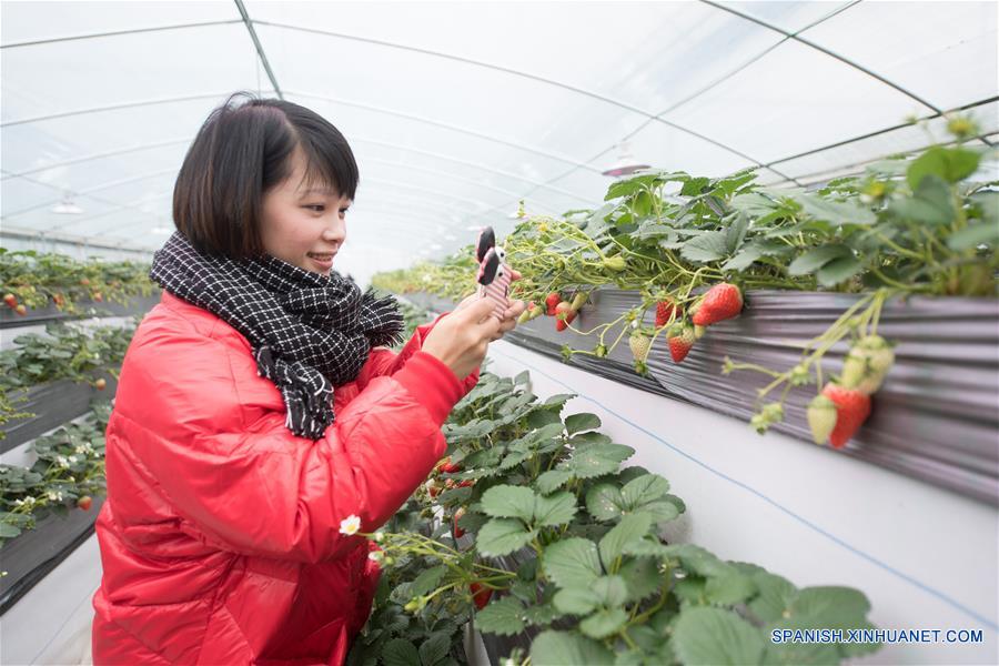 La industria de fresas de Zhejiang