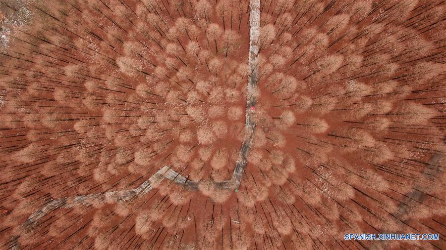 Vista aérea del paisaje de un bosque tras nevada en Jiangsu