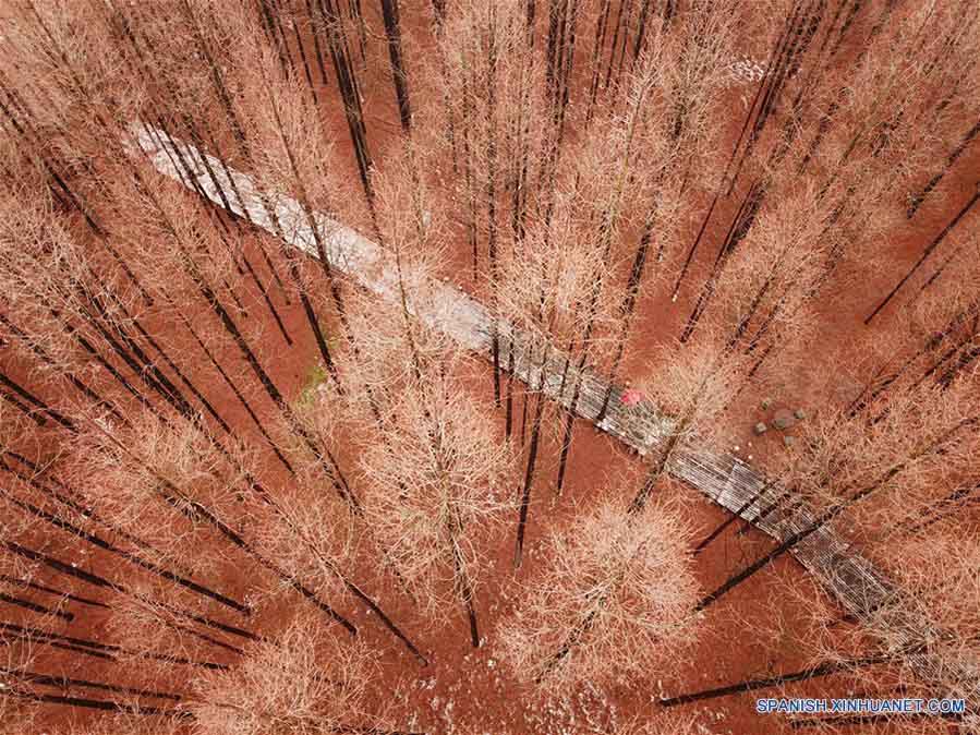 Vista aérea del paisaje de un bosque tras nevada en Jiangsu