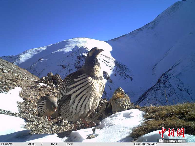 Las cámaras infrarrojas muestran animales poco comunes en la Reserva Nacional Sanjiangyuan de China