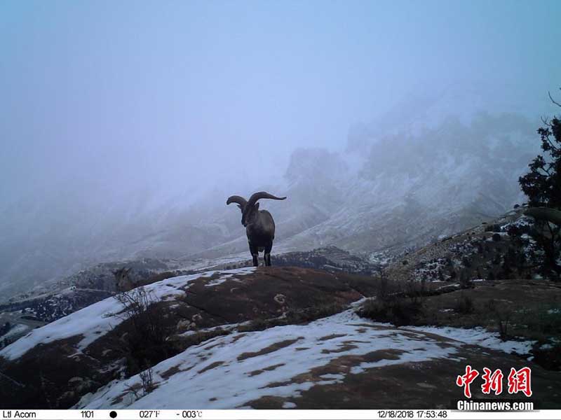 Las cámaras infrarrojas muestran animales poco comunes en la Reserva Nacional Sanjiangyuan de China