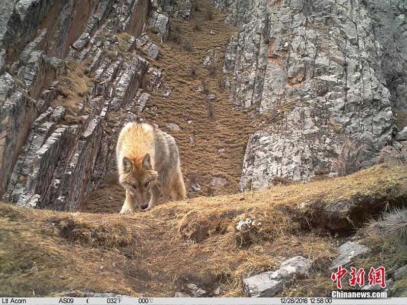 Las cámaras infrarrojas muestran animales poco comunes en la Reserva Nacional Sanjiangyuan de China