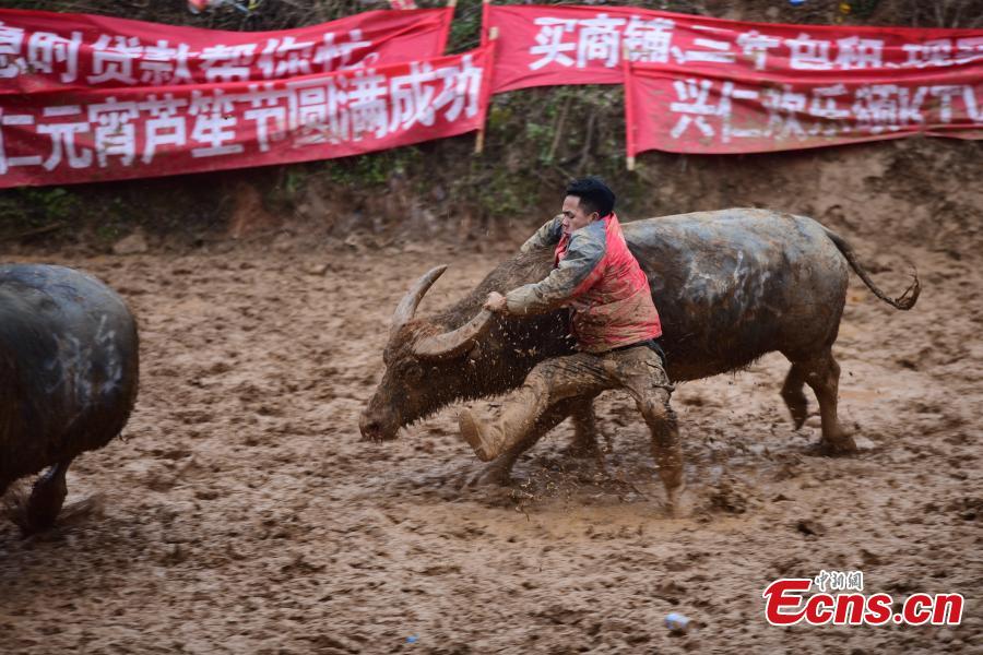 Pelea de búfalos atrae a los visitantes a una aldea de Guizhou 