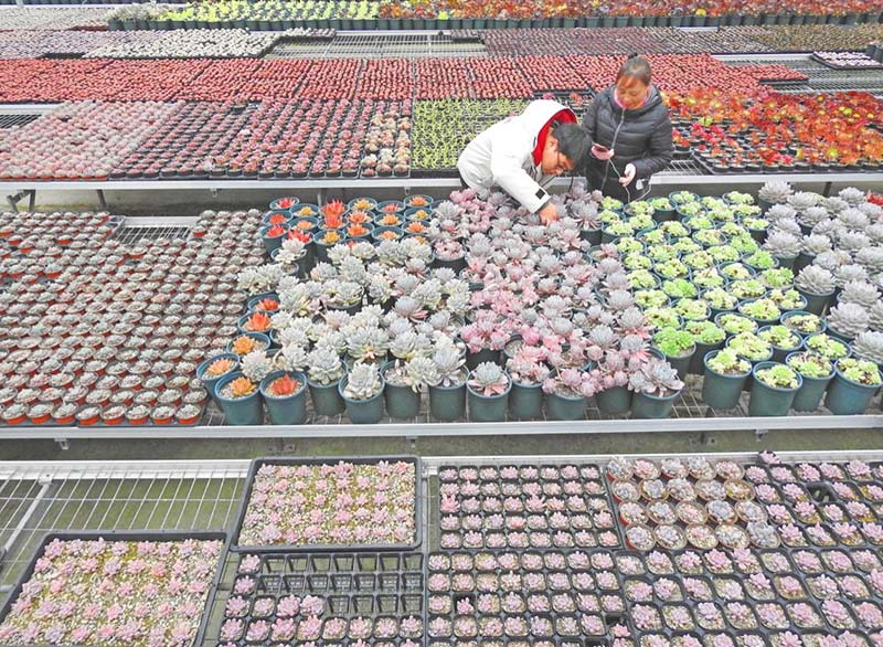 La aldea Huofeng de Donghai, ciudad de Lianyungang, provincia de Jiangsu, ha desarrollado vigorosamente la industria característica de cultivo de plantas carnosas a través del modelo de "empresa líder + internet + agricultores". La imagen muestra que el 25 de febrero de 2019, los campesinos de la aldea Huofeng seleccionan plantas suculentas para los clientes de internet. (Por Geng Yuhe / Diario del Pueblo)